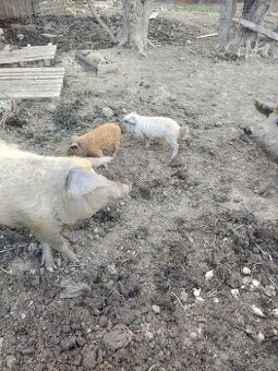 Mangalica