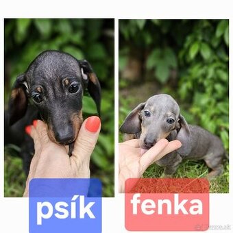 Jazvečík hladkosrstý trpaslíči- krásne šteniatka
