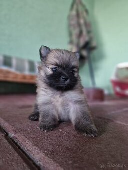 Pomeranian fenka