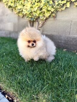 Nememcký špic/ Pomeranian