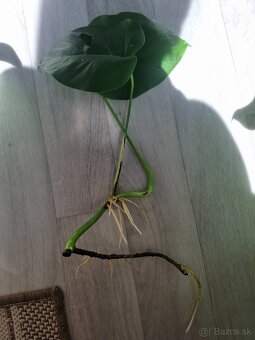Monstera odrezky - 1