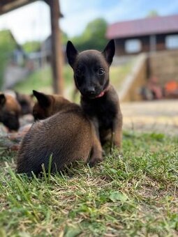 Belgicky ovčiak malinois