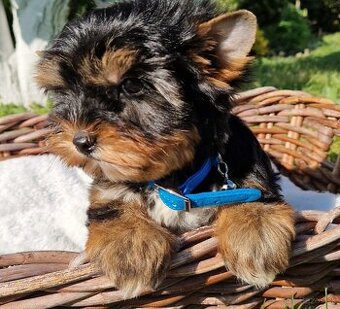 Yorkshire terrier