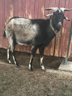 Cap na Pripúšťanie