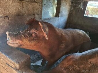 Predam osipanu kanca