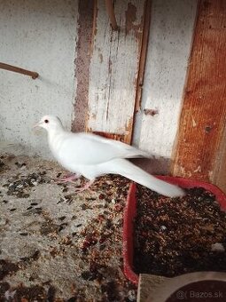 Hrdlička chichotavá