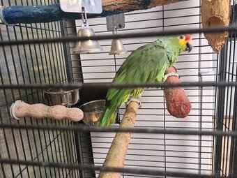 Predám Amazoňan Žltolíci - Amazona Autumnalis - 1