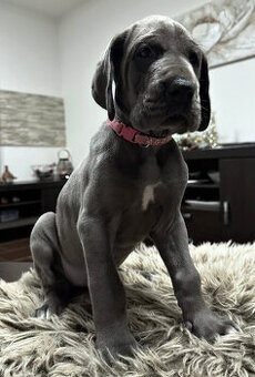 Německá doga modrá s PP Elisia Blue HH