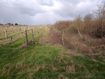 DLHODOBÝ PRENÁJOM ½ VINICE – MODRA, OKRES PEZINOK