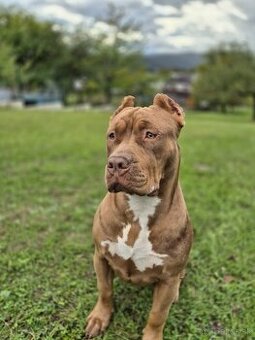 American bully XL