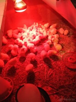 3 dňové kuriatka ROSS 308