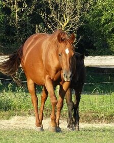 Quarter horse kobyla 9 rokov