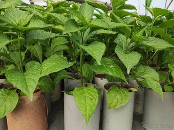 Sadenice chilli, planty papriky a priesady paradajky