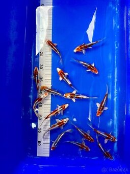 Predaj KOI kaprov DOITSU KUJAKU 12-15cm 18€