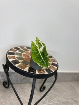 Alocasia Frydek variegata baby