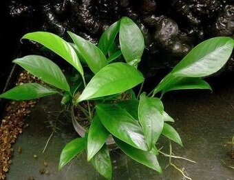 Anubias