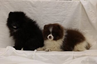 Nemecky špic pomeranian