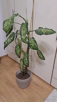 Difenbachia 130 cm