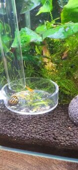 Žlté krevetky neocaridina + 3x neritina