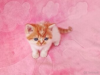 Exotické britské mačiatka