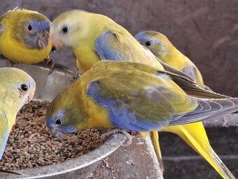 Neoféma tyrkysová žltobruchý škoricový opalín