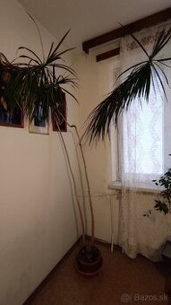 Izbová rastlina Dracena