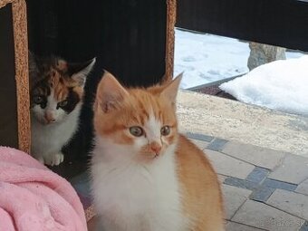 3 mesačné mačiatka