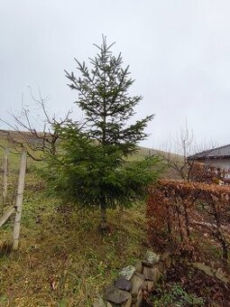 Jedľa vianočný stromček - 1