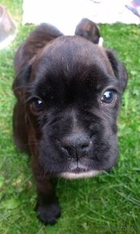 Nemecký boxer šteniatko bez PP