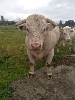 Predám jatočného BIO býka.