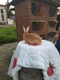 Burgunský králik - 1