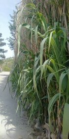 Hybridné bambusy