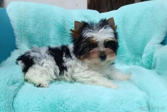 Biewer - Yorkshire terrier