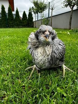 Araucana strieborná
