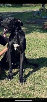 Nemecka doga