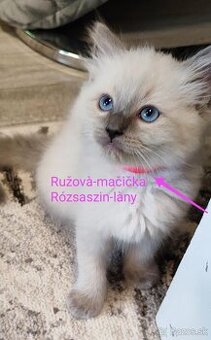 Ragdoll mačička bez pp