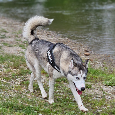 Sibírsky Husky