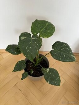 Monstera thai constalation