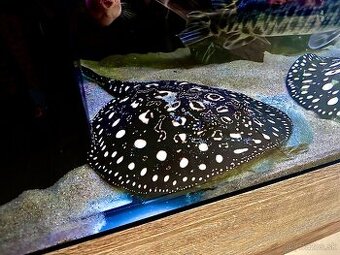 Potamotrygon Black Diamond