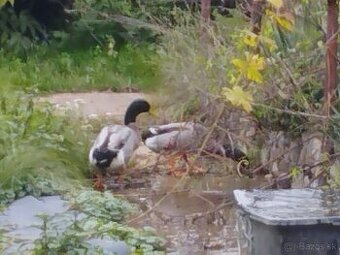 Predám Kačky indický bežec cena dohodou