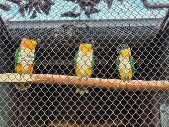 Amazonik čiernotemenny