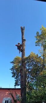 Výruby a orezy stromov