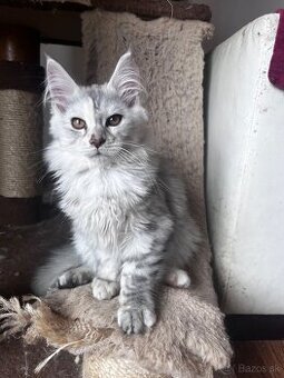 maciatko maine coon s PP Frost