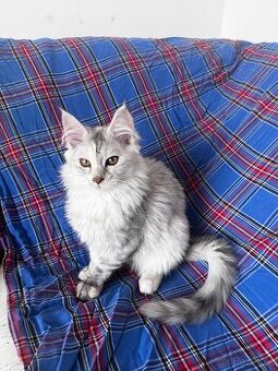 maciatko maine coon s PP Frost