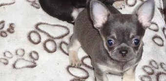 čivava krátkosrstá - 1