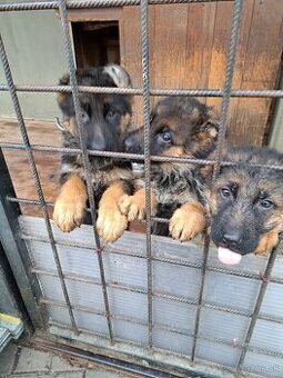 Nemecký ovčiak šteniatka