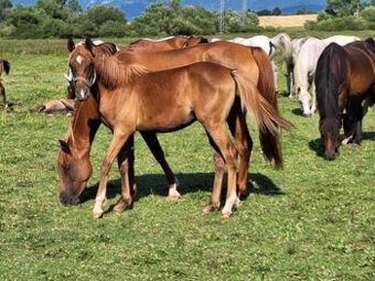 Arabský plnokrvník  kobylka