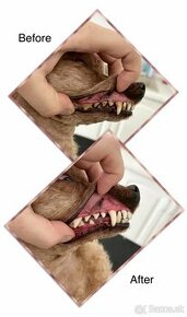 Úprava psov a čistenie zubov