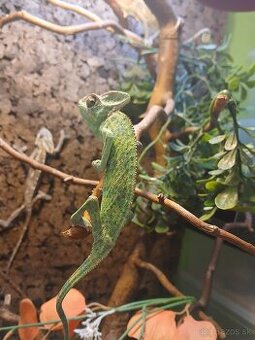 Chameleon jemensky