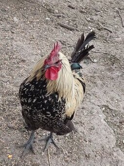 Kohúti paduan tricolor, ameraucana, hedemora